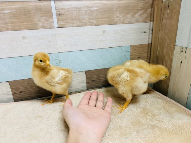 ボリスブラウン