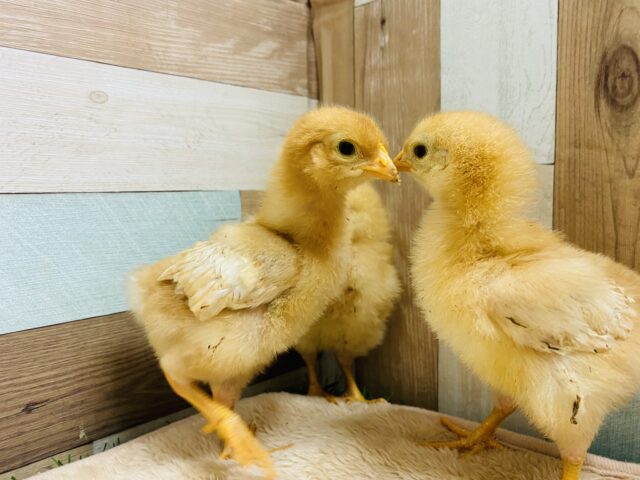 ボリスブラウン