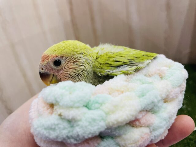 コザクラインコ（小桜インコ）