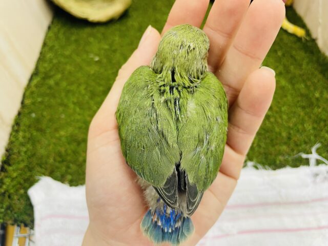 コザクラインコ（小桜インコ）