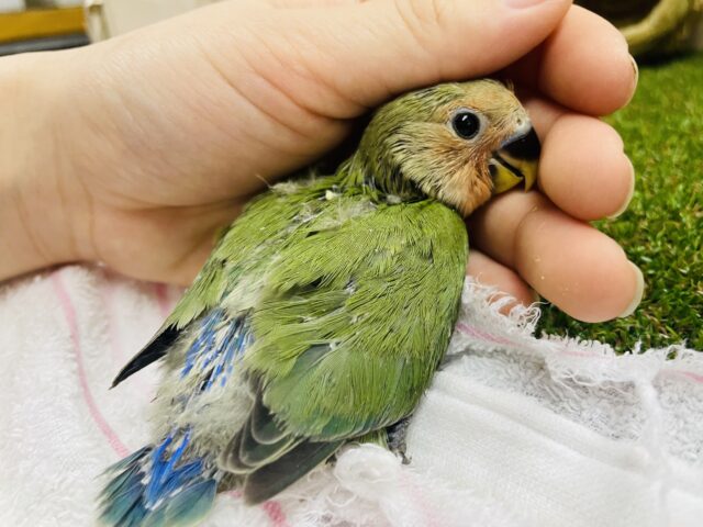 コザクラインコ（小桜インコ）