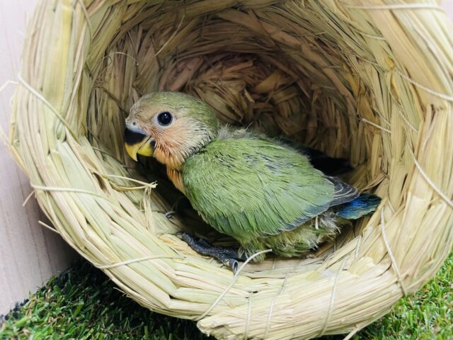 コザクラインコ（小桜インコ）