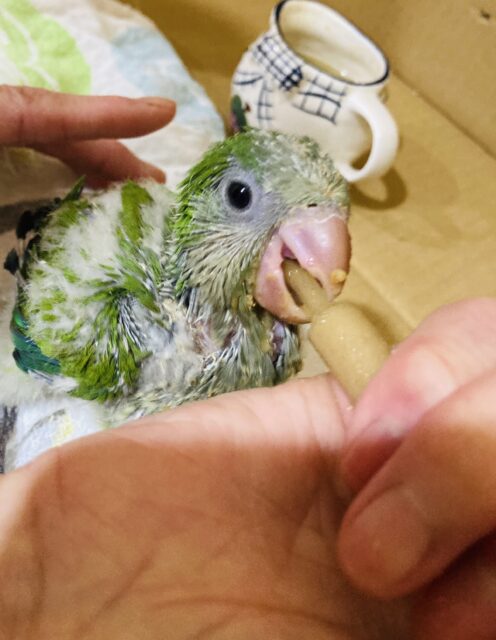 最新画像🌟たくさんお話してね♩❤︎ノーマルオキナちゃんです❤︎ˊᵕˋ* オキナインコ