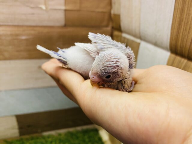 セキセイインコ