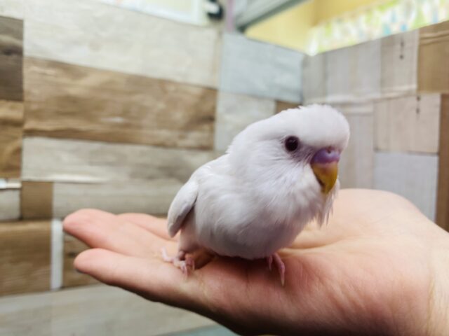 セキセイインコ