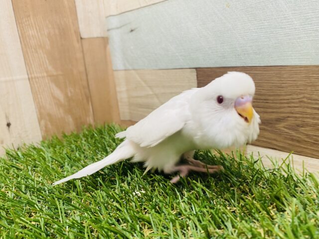 セキセイインコ