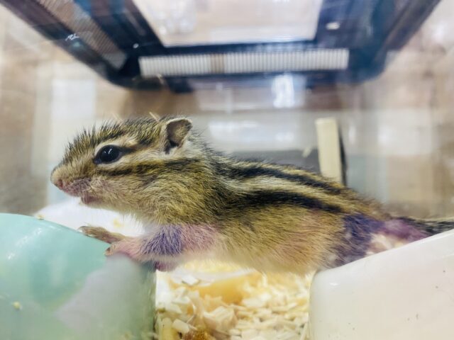 シマリス（ノーマル）