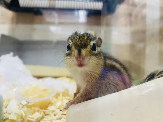 シマリス（ノーマル）