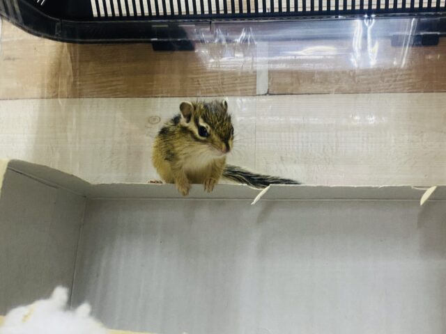 シマリス（ノーマル）