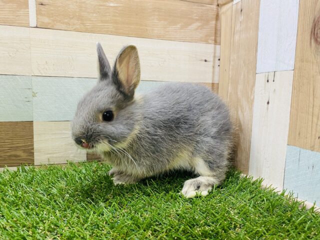 ネザーランドドワーフ