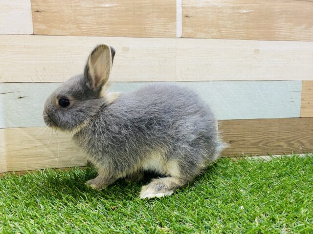 ネザーランドドワーフ