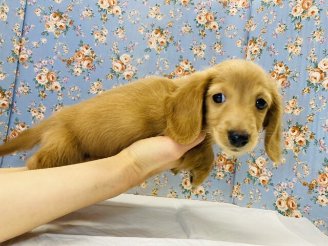 ミニチュアダックス