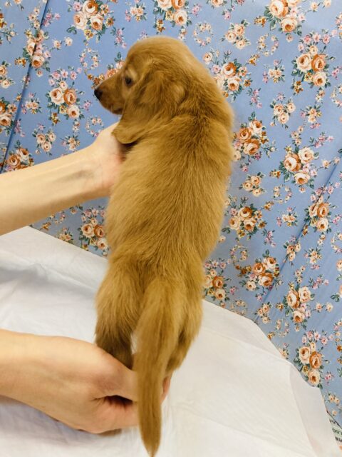 ミニチュアダックス