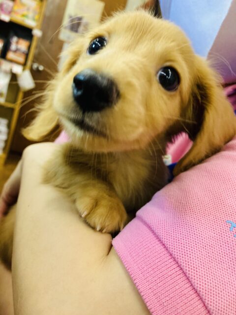 ミニチュアダックス