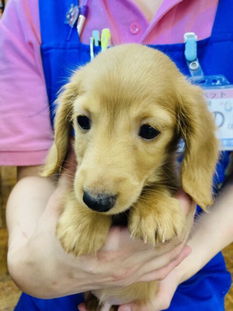 ミニチュアダックス