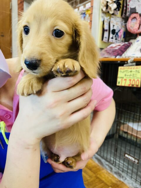 ミニチュアダックス