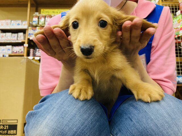 ミニチュアダックス