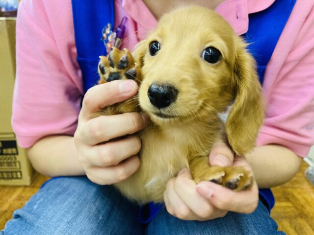 ミニチュアダックス