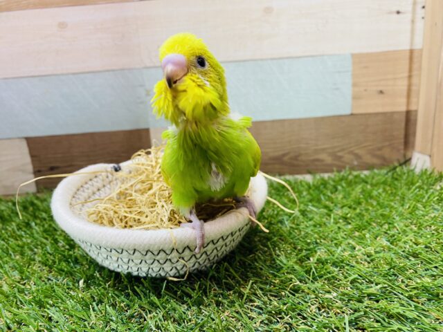 セキセイインコ