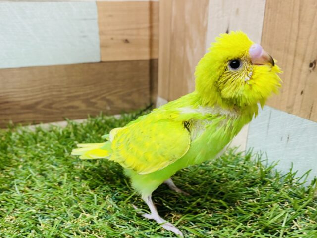 セキセイインコ