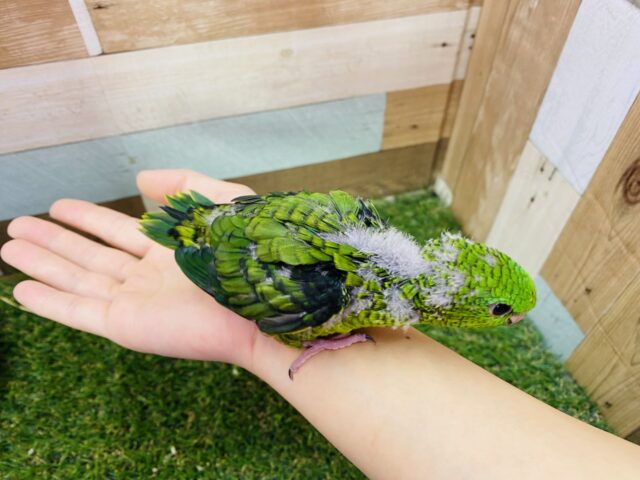 サザナミインコ