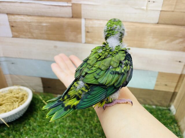 サザナミインコ