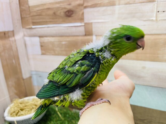 サザナミインコ