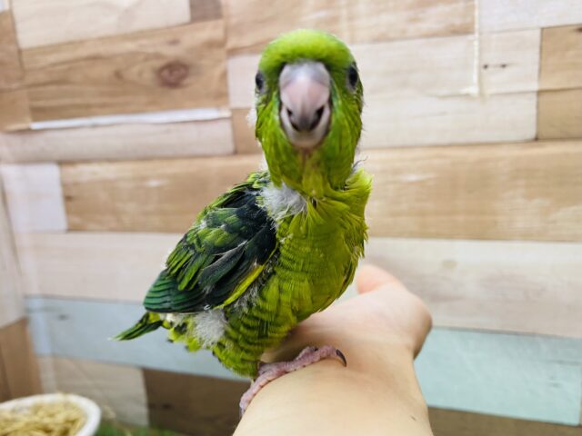 サザナミインコ