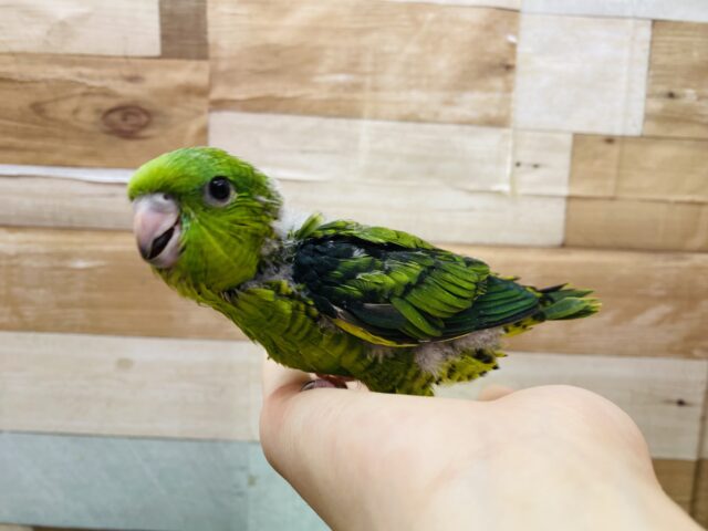サザナミインコ