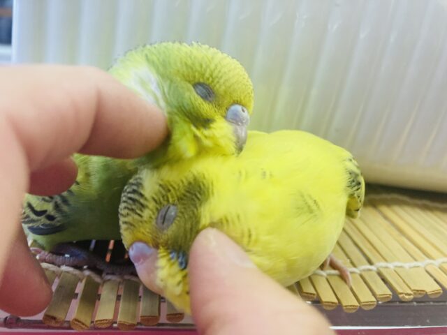 セキセイインコ