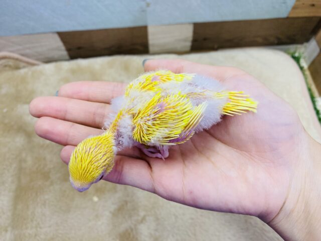 セキセイインコ