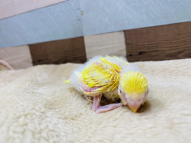 セキセイインコ