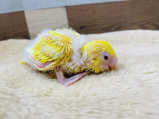 セキセイインコ