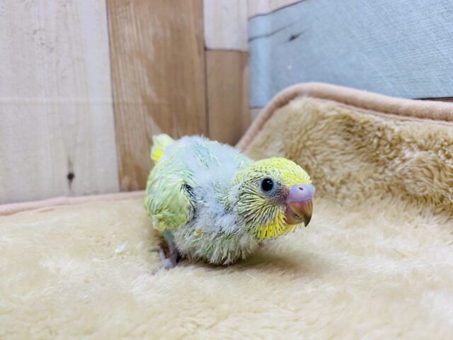 セキセイインコ