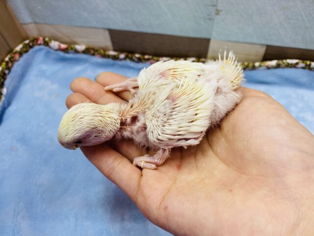 コザクラインコ（小桜インコ）