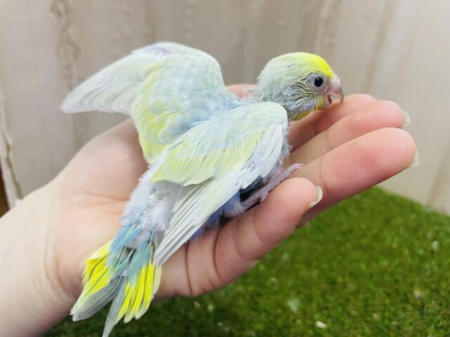 セキセイインコ