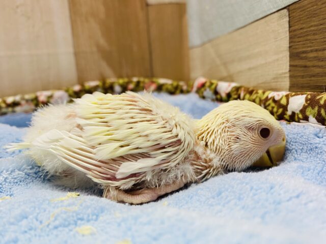 コザクラインコ（小桜インコ）