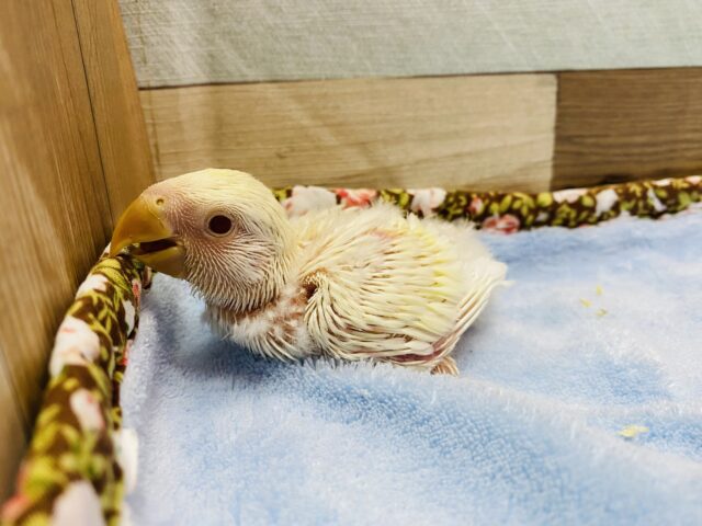コザクラインコ（小桜インコ）