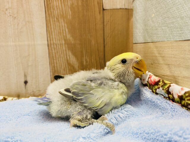 コザクラインコ（小桜インコ）