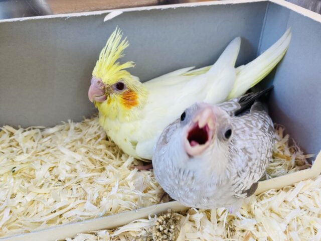 オカメインコ