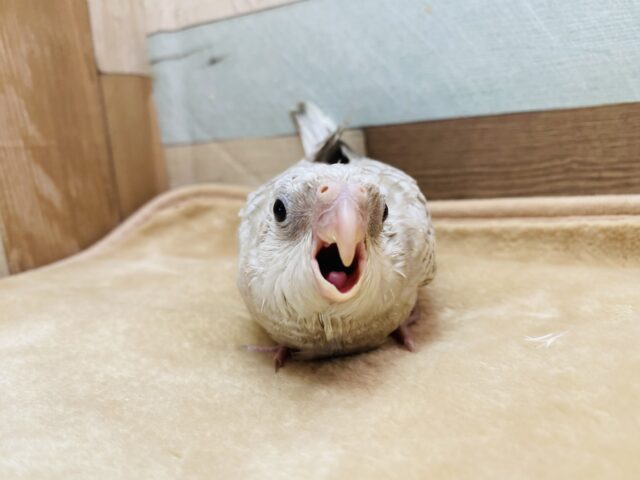 オカメインコ