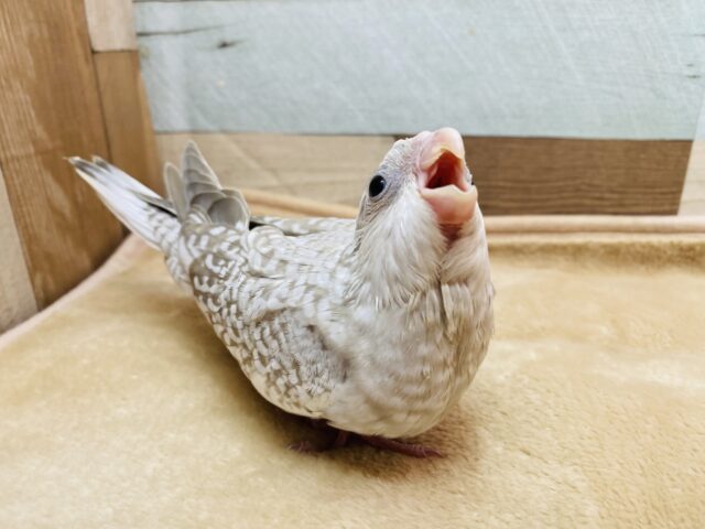 オカメインコ