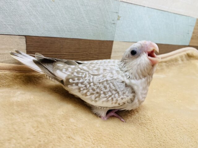 オカメインコ
