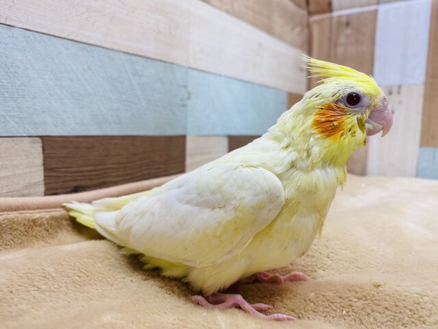 オカメインコ