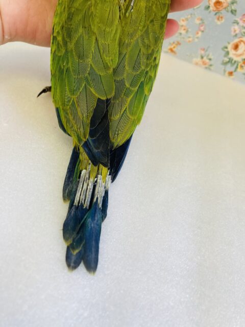 コガネメキシコインコ