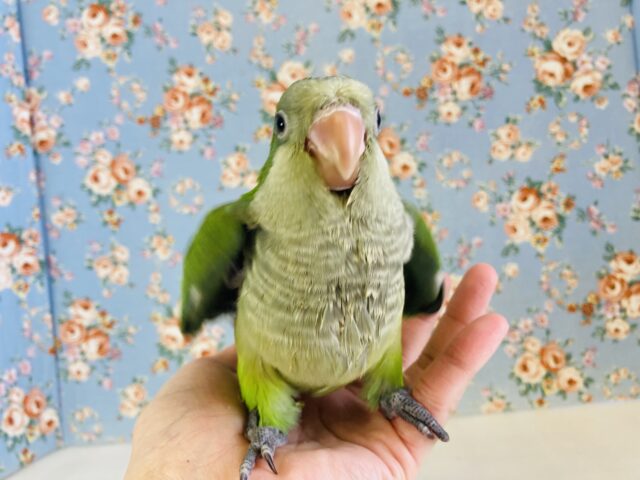 最新画像🌟たくさんお話してね♩❤︎ノーマルオキナちゃんです❤︎ˊᵕˋ* オキナインコ