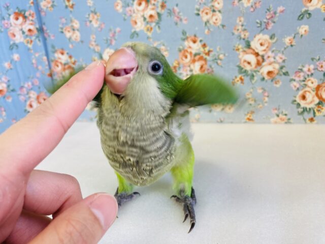最新画像🌟たくさんお話してね♩❤︎ノーマルオキナちゃんです❤︎ˊᵕˋ* オキナインコ