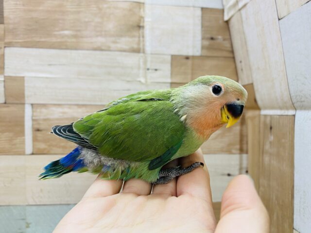 コザクラインコ（小桜インコ）