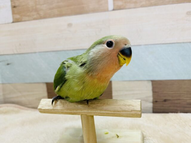 コザクラインコ（小桜インコ）