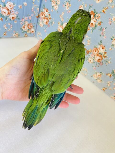 最新画像🌟たくさんお話してね♩❤︎ノーマルオキナちゃんです❤︎ˊᵕˋ* オキナインコ